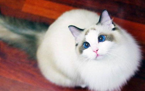 18只布偶猫的豪华食堂 壮观就餐场面引网友直呼“家里有矿”