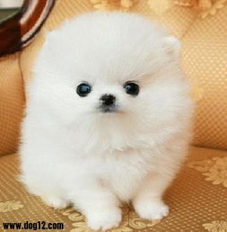 黑龙江宠物用品网购量跻身全国前列，科学选购有诀窍